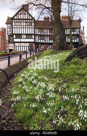Snowdrops growing in the Holy Trinity Church grounds in Trinity Street in the centre of Coventry Stock Photo