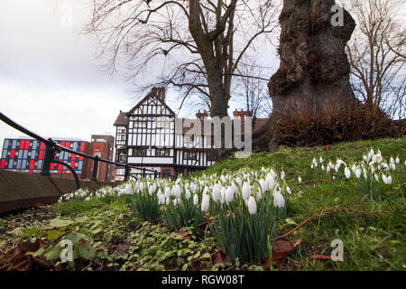 Snowdrops growing in the Holy Trinity Church grounds in Trinity Street in the centre of Coventry Stock Photo