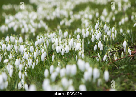 Snowdrops growing in the Holy Trinity Church grounds in Trinity Street in the centre of Coventry Stock Photo