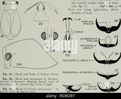 . Bulletin. Natural history; Natural history. September, 1941 Knight: Plant Bugs, or Miridae, of Illinois 19 KEY TO SUBFAMILIES Scutellum with a dorsal projection, figs. 137, 181 2 Scutellum without a dorsal projection. 3. Fig. 19.—Head and body of Lahops hirtus. Fig. 20.—Head and pronotum of Hespero- phylum heidemanni showing dorsal view of antenna at left, anterior flat view at right. Fig. 21.—Head of Cylapus tenuicornis: A, lateral view; 5, dorsal view.. Please note that these images are extracted from scanned page images that may have been digitally enhanced for readability - coloration an Stock Photo