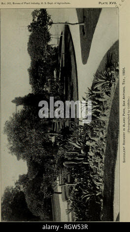 . Bulletin. 1901-13. Agriculture; Agriculture. Bui. 262, Bureau of Plant Industry, U. S. Dept. of Agriculture. Please note that these images are extracted from scanned page images that may have been digitally enhanced for readability - coloration and appearance of these illustrations may not perfectly resemble the original work.. United States. Bureau of Plant Industry, Soils, and Agricultural Engineering. Washington Govt. Print. Off Stock Photo