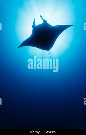 Silhouette of Manta ray, Mobula alfredi, swimming through blue waters Stock Photo