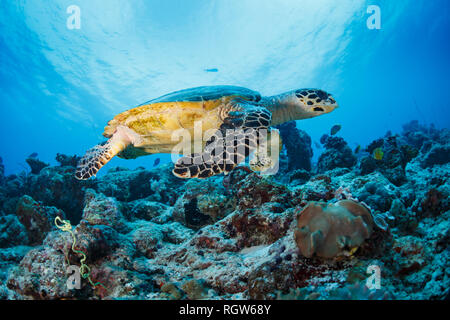Closeup of green sea turtle on coral reef Stock Photo