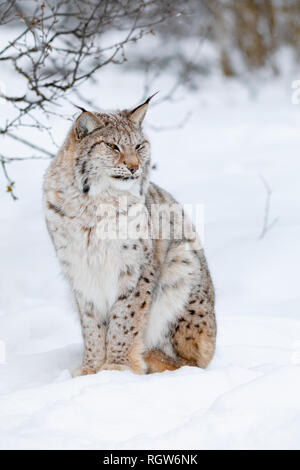 Portrait of a cute lynx cub in the cold winter forest Stock Photo