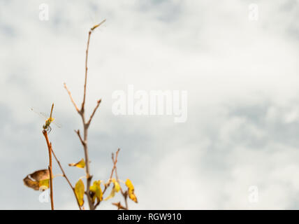 Three dragonflies resting on the branches of a tree on a cloudy day. Beautiful scene of insects with blur effect and copy space on the right side. Stock Photo