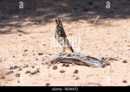 Groundscraper Thrush, Psophocichla litsitsirupa in Kgalagadi Transfrontier, Park, Northern Cape, South Africa in spring on the ground. Stock Photo