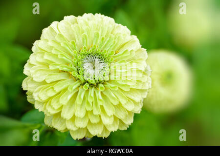 Green flowering zinnias flowering in the summer garden. Stock Photo