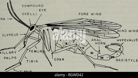 . Bulletin. Natural history; Natural history. Aug., 1975 ANTENNA — Webb Et Al.: Mecopteba of Illinois FORE WING 267. MAXILLARY PALPS ASISTYLE 20 Fig. 20.—Panorpa sp. lateral view of male adult. leit 1971a; Otanes 1922; and Potter 1938). The descriptions are supplemented with illustrations of the morphological characters of taxonomic importance. Fig. 17 presents an anterior view of the head of Panorpa, showing the dis- tinctive elongate rostrum of most of the Mecoptera. Ocelli are present in all genera of the North American Mecop- tera except Merope. In Boreus the ocelli are indistinct, and num Stock Photo