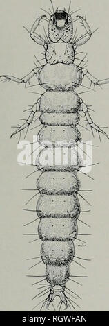 . Bulletin. Natural history; Natural history. March 1938 ROSS: NEARCTIC CADDIS FLIES 103 &gt;^;i^s5^. Fig. 3.âRhyacophila fenestra, larva ment; the apical segment incised for one-third its lateral and one-tourth its mesal length; both lobes straight and rounded, the dorsal one small and the ventral one large. At the base of the segment there is a mesal incurving lobe; most of the apical segment and this lobe are covered with short, dark setae. Tenth tergite narrow, the dorsal lobe cleft down the meson for more than one- half its length; the lateral lobes so pro- duced have convex dorsal margin Stock Photo