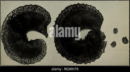 . Bulletin. 1901-13. Agriculture; Agriculture. Fig. 1.—Rows of Burs from Single Plants of Medicago, Showing Variation in Size. Upper row. JI. JuKjiida nigra; middle and lower rows, M. hispida dcnticidata. (Enlarged 2f diameters.). Fig. 2.—Pods and Seeds of Medicago radiata, Showing Seed and Venation of Pods. (Enlarged 2 diameters.). Please note that these images are extracted from scanned page images that may have been digitally enhanced for readability - coloration and appearance of these illustrations may not perfectly resemble the original work.. United States. Bureau of Plant Industry, Soi Stock Photo