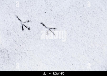 Bird footprints in the snow in winter Stock Photo