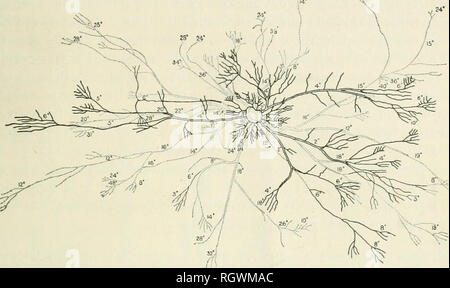 . Bulletin. 1901-13. Agriculture; Agriculture. OLIVE ROOT SYSTEMS. 29 The depth of the course followed by these large roots of 12 to 18 inches is a very marked feature. Most interesting is the deep pene-. j< Fig. 7.—Diagram showing the distribution of superficial roots (solid lines) and deep rools (dotted lines) of a Manzanillo olive tree on the Tope olive plantation, near Palm Springs, Cal. tration, almost vertically, of branches from many of Ihese roots to depths of 2, 3, 4, and even 5 feet, where they were left, owing to the. Please note that these images are extracted from scanned page  Stock Photo