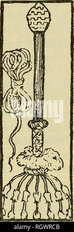 . Bulletin. Ethnology. Figure 9.—Tupinamba ceremonial objects. Left: Warrior's feather plumes worn on hips. Right: Ceremonial club and cord. (After Staden, 1557.) Necklaces and garters.—Chiefs and important men had necklaces of round or square shell (Strombus pugilis) beads so long—some were 30 feet (9m.) in length—that they had to be coiled a great many times round their necks. Others had strings of black wooden beads {Astro- caryum ayri). Warriors displayed necklaces strung with the teeth— sometimes as many as 2,(XX) to 3,000—of their victims. Women used similar necklaces, but ordinarily wor Stock Photo