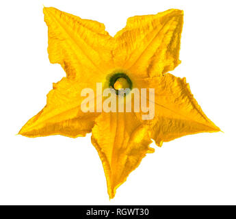 Pumpkin flower isolated on white Stock Photo