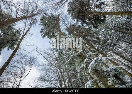 Tree tops seen from below Stock Photo