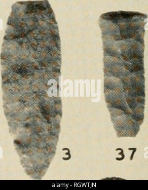 Bulletin Ethnology 1 Cut Horn And Bone Lower Left Cut From Human Jaw Site Lua 67 A Iktsl 33 A M 23 4 43 A 145 14 3 M Please