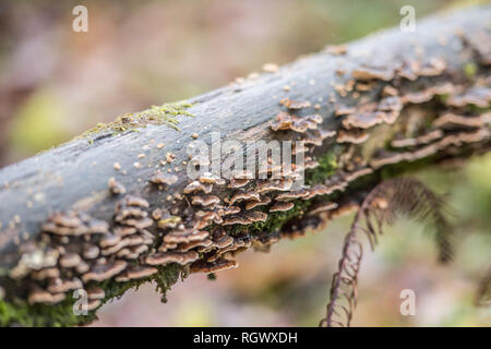 bracket fungus on a tree Stock Photo