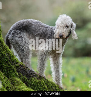 bedlington terrier Stock Photo