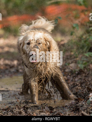 muddy dog Stock Photo