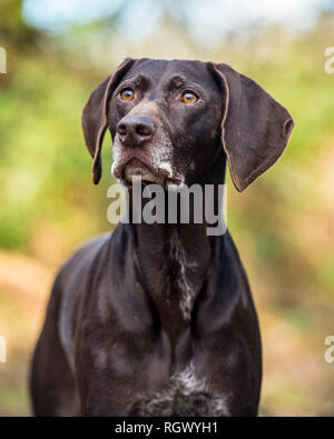German shorthaired pointer dog Stock Photo