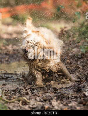 muddy dog Stock Photo
