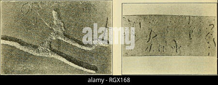 . Bulletin. Agriculture. Bui. 1107, U. S. Dept. of Agriculture. PLATE VI.. Fig. 1.—Section of lead showing the branched minings and mandibular impressions of two beetles. This was the underside of the second layer of lead, which was rolled unevenly and permitted the light to penetrate; thus the minings were irregular. Enlarged 1| times. (Table 2, No. 4.) Photograph by R. D. Hartman. Fig. 2.—First layer of tin-coated lead down after being removed from infested section, showing 58 attempts, of which 24 were successful, in penetrating at least the first thickness. In many cases where the beetles  Stock Photo