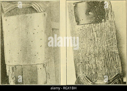 . Bulletin. Agriculture. Bui. 1107, U. S. Dept. of Agriculture. PLATE IV.. Fig. 1.—Infested section of oak covered with alloys and building paper in layers, but with narrow strip of sheet steel that was placed between layers of lead aUoy and top layer of alloy removed. Shows beetles in holes where they were stopped by steel. Photograph by H.E.Burke. Fig. 2.—Section of infested oak with all the layers of alloy removed, showing how many of the beetles attempted to escape from the sides instead of boring through the alloys. Photograph by H. E. Burke.. Please note that these images are extracted f Stock Photo