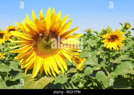 Sunflower field under blue sky Stock Photo