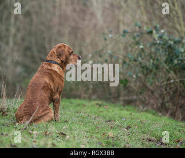labrador dog sitting Stock Photo