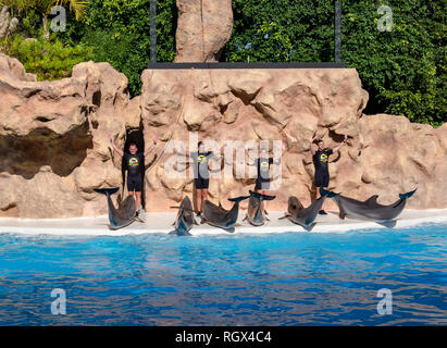 Tenerife, Santa Cruz, Spain - January 17, 2019: Dolphin show in the pool of Loro Parque with trainers teaching them new gestures
