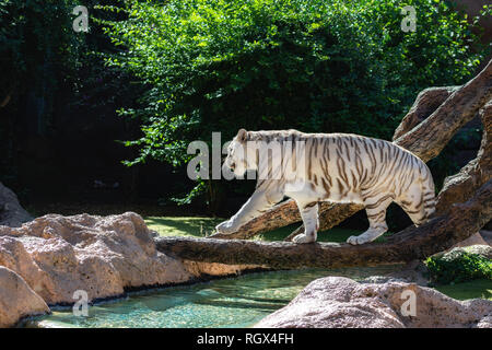 Beautiful white Bengal Tiger on a green lawn in Loro Park Zoo, in Tenerife Island, Canary, Spain Stock Photo