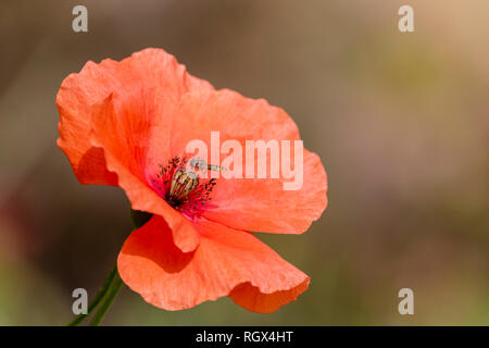 A hoverfly collects nectar from a poppy (papaver rhoeas) in full bloom. Stock Photo