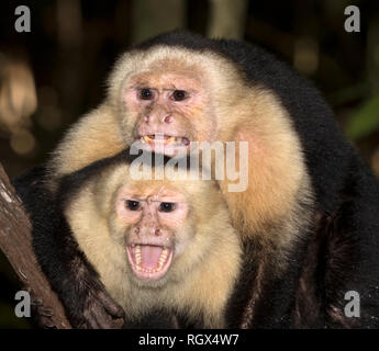Portrait of white-headed capuchins (Cebus imitator) in the tropical forest, Costa Rica Stock Photo