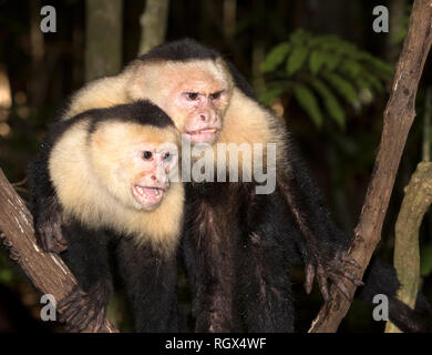 The group of white-headed capuchins (Cebus imitator) in the tropical forest, Costa Rica Stock Photo