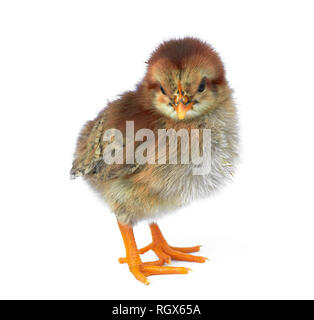 Little newborn baby chicken isolated on white Stock Photo