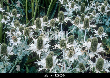 Bed of Eryngium Miss Wollmotts Ghost in full flower also called Sea Holly and is a herbaceous perennial that is fully hardy Stock Photo