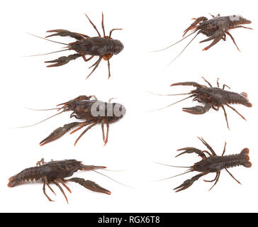 Raw crayfish isolated on a white background Stock Photo