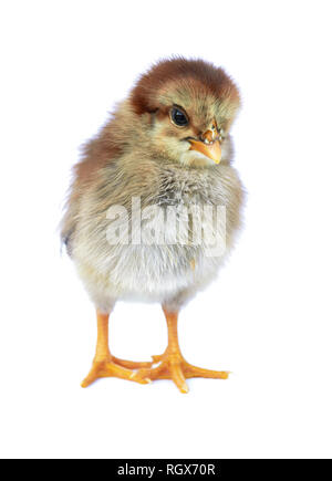 Little newborn baby chicken isolated on white Stock Photo