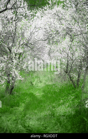 Cherry Blossoms. Beautiful spring garden. Trees and grass Stock Photo
