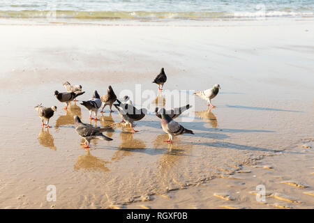 Flock of pigeons reflected on sea water walking on sandy beach Stock Photo