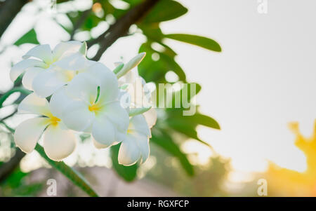 Frangipani flower (Plumeria alba) with green leaves on blurred background. White flowers with yellow at center. Health and spa background. Summer spa  Stock Photo