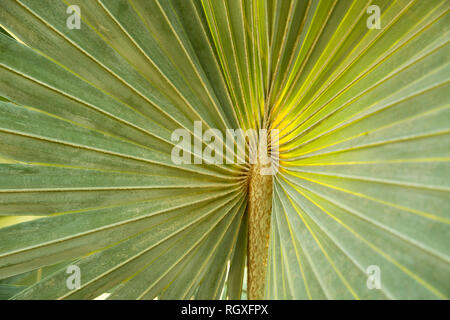 A tropical green leaf close up, graphic, textured shape Stock Photo