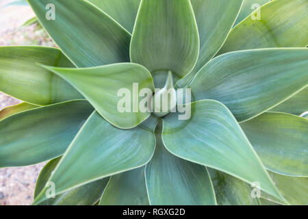 Green aloe plant close up top view Stock Photo