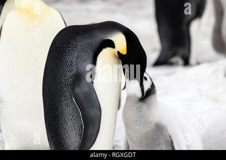 Emperor Penguin (Aptenodytes forsteri) parental care at Snow Hill Island, Antarctica Stock Photo