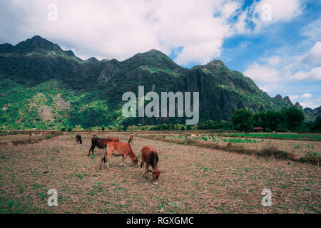 Enjoying the countryside of vang vieng in laos. Very peacefull surrounding outside the busy city. Relaxing with the cows Stock Photo