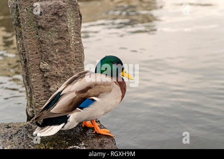 Duck sit at water in reykjavik, iceland. Mallard duck with green head and yellow beak. Waterfowl bird on shore outdoor. Animal in wildlife and wild nature. Stock Photo