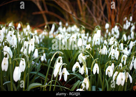 Patch of snowdrops (Galanthus nivalis) selectively focused on foreground. Photography was taken in January in South England. Harbinger of spring. Stock Photo