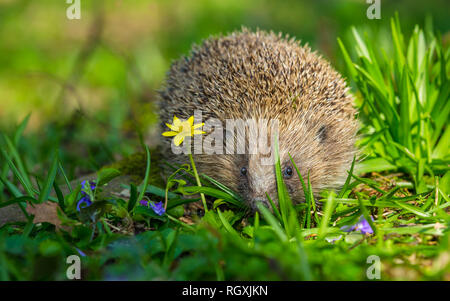 Wild, native hedgehog foraging in hedgehog friendly garden. Taken inside a wildlife hide to monitor the health and population of this declining mammal Stock Photo