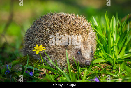Wild, native hedgehog foraging in hedgehog friendly garden. Taken inside a wildlife hide to monitor the health and population of this declining mammal Stock Photo