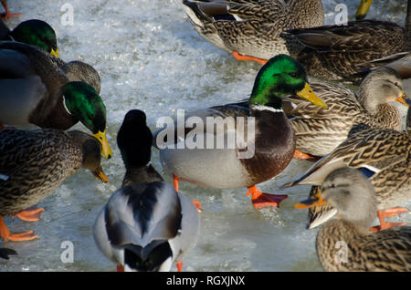 Flock of Mallard ducks on a frozen river in winter in ice and snow, Yarmouth Maine, USA Stock Photo